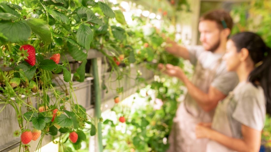 Can strawberries be grown in aquaponics?