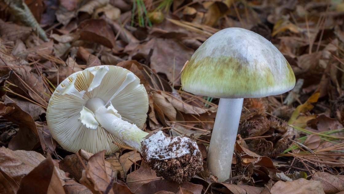What are Death Cap Mushrooms? (Everything You Need to Know