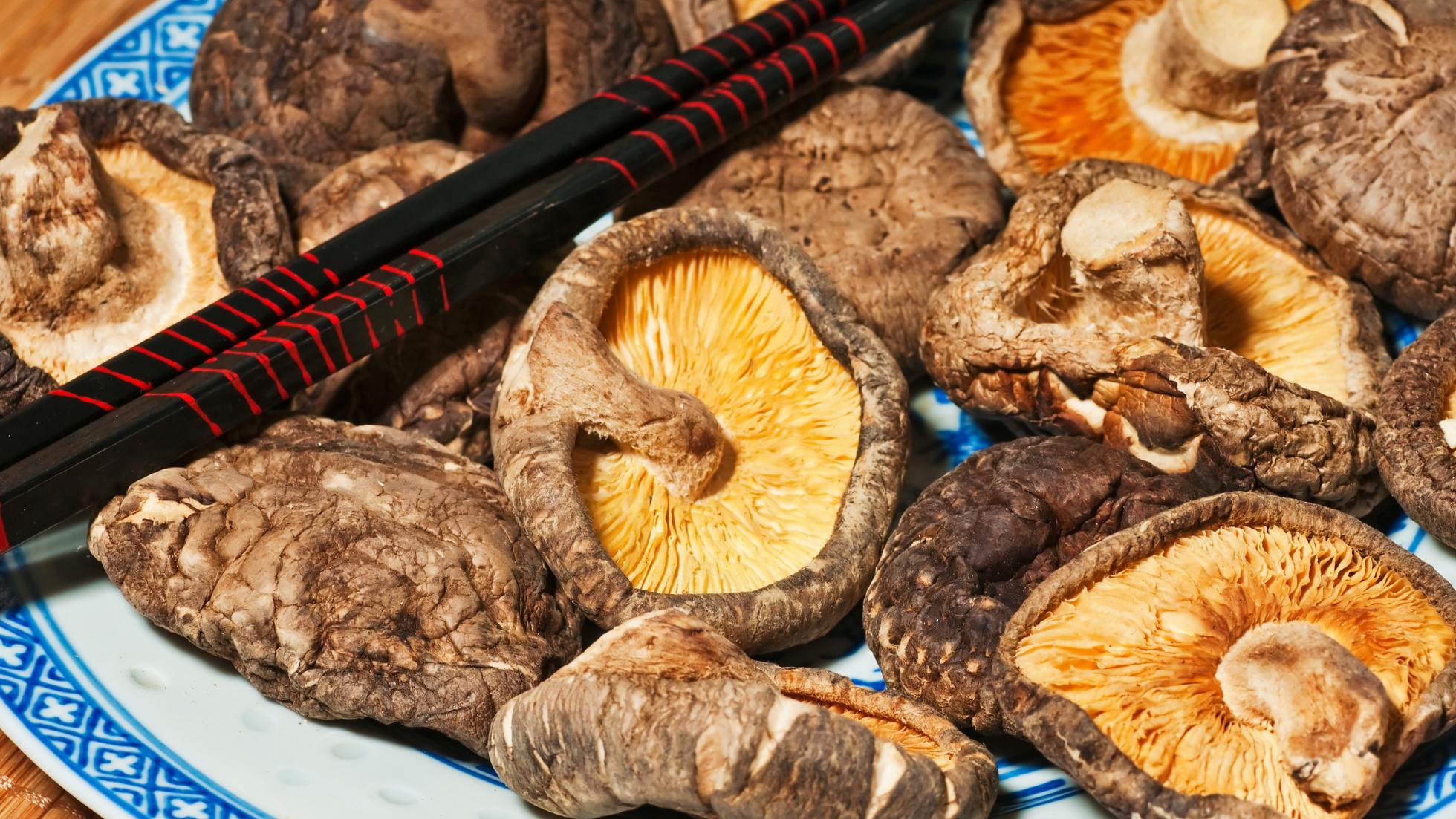 How to grow shiitake mushrooms? - horticultureadvice.com